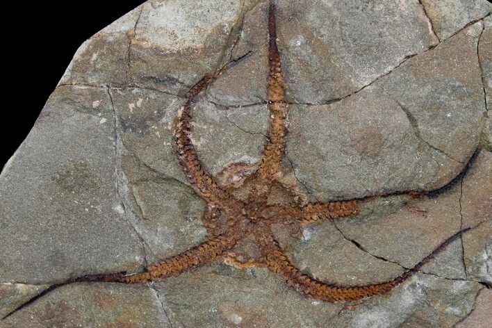 Wide, Ordovician Aged, Fossil Brittle Star - Morocco #170630